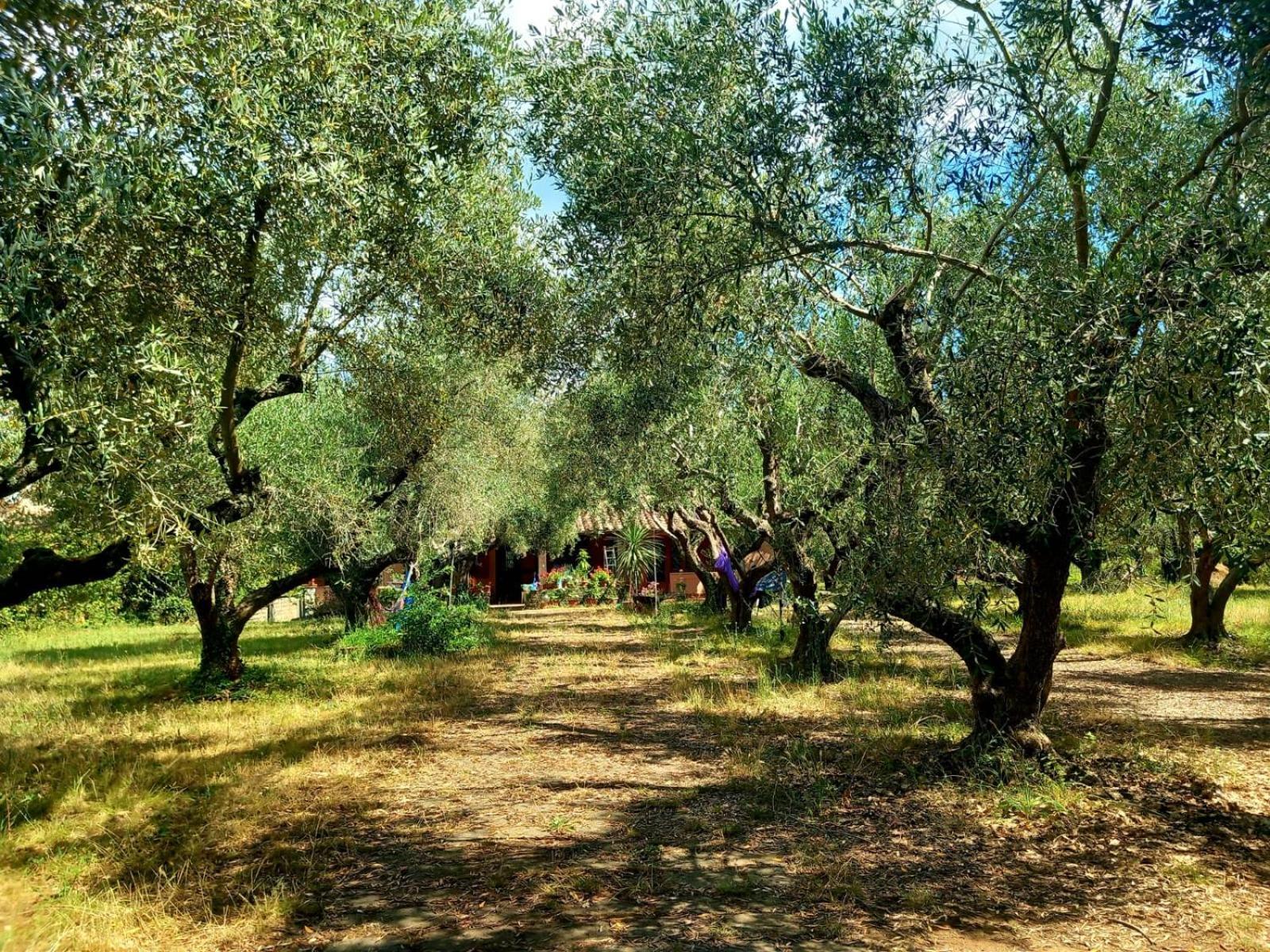 All'Ombra Degli Olivi Pisciarelli Exteriör bild