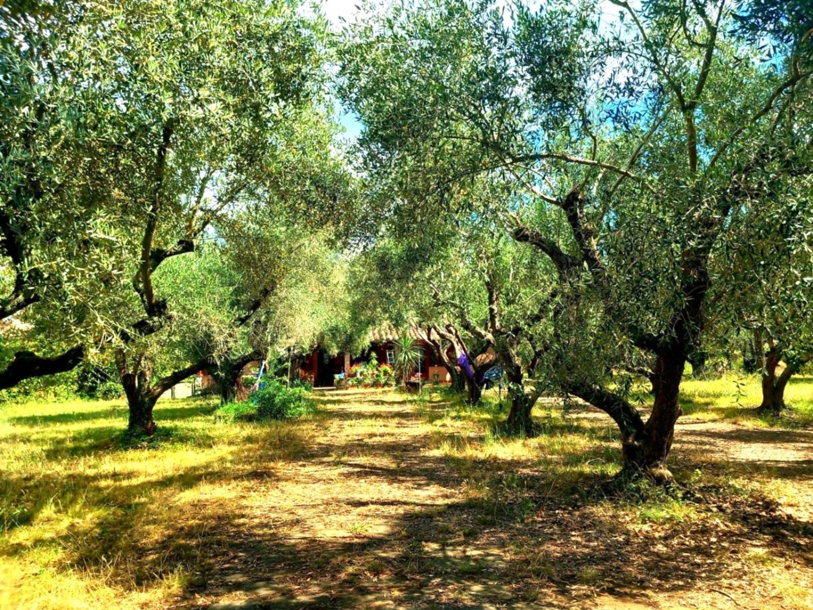 All'Ombra Degli Olivi Pisciarelli Exteriör bild