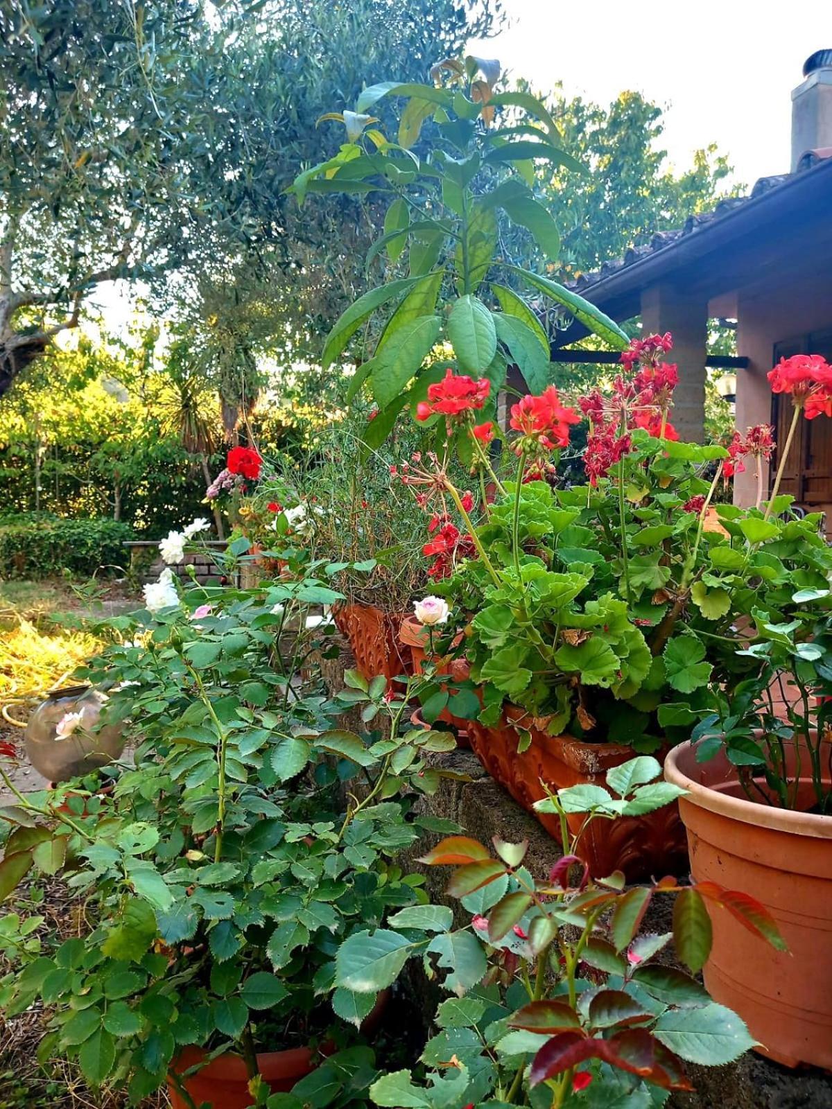 All'Ombra Degli Olivi Pisciarelli Exteriör bild